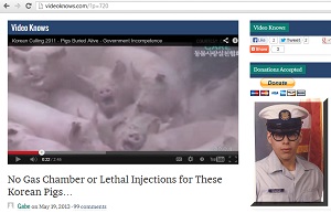 Pigs Buried Alive